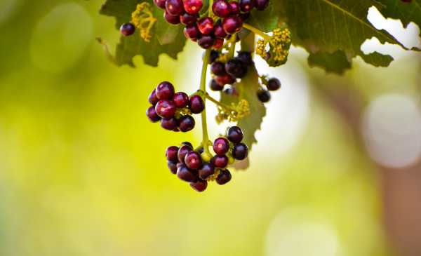  - Essential Oils